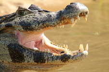 Green caiman, mouth